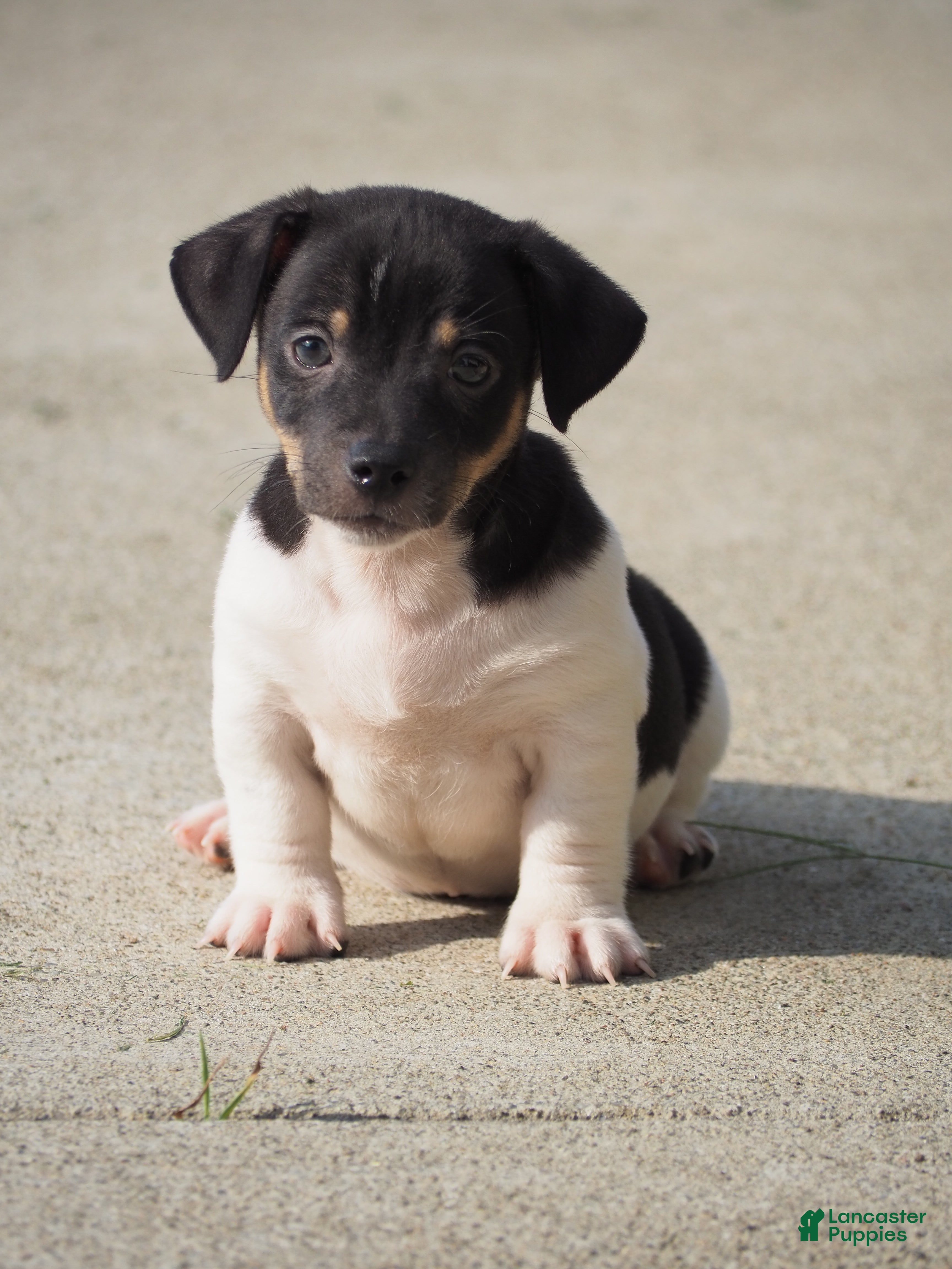 Russell Puppies Jrt Mix Russell Dogs Greenfield Jack Russell