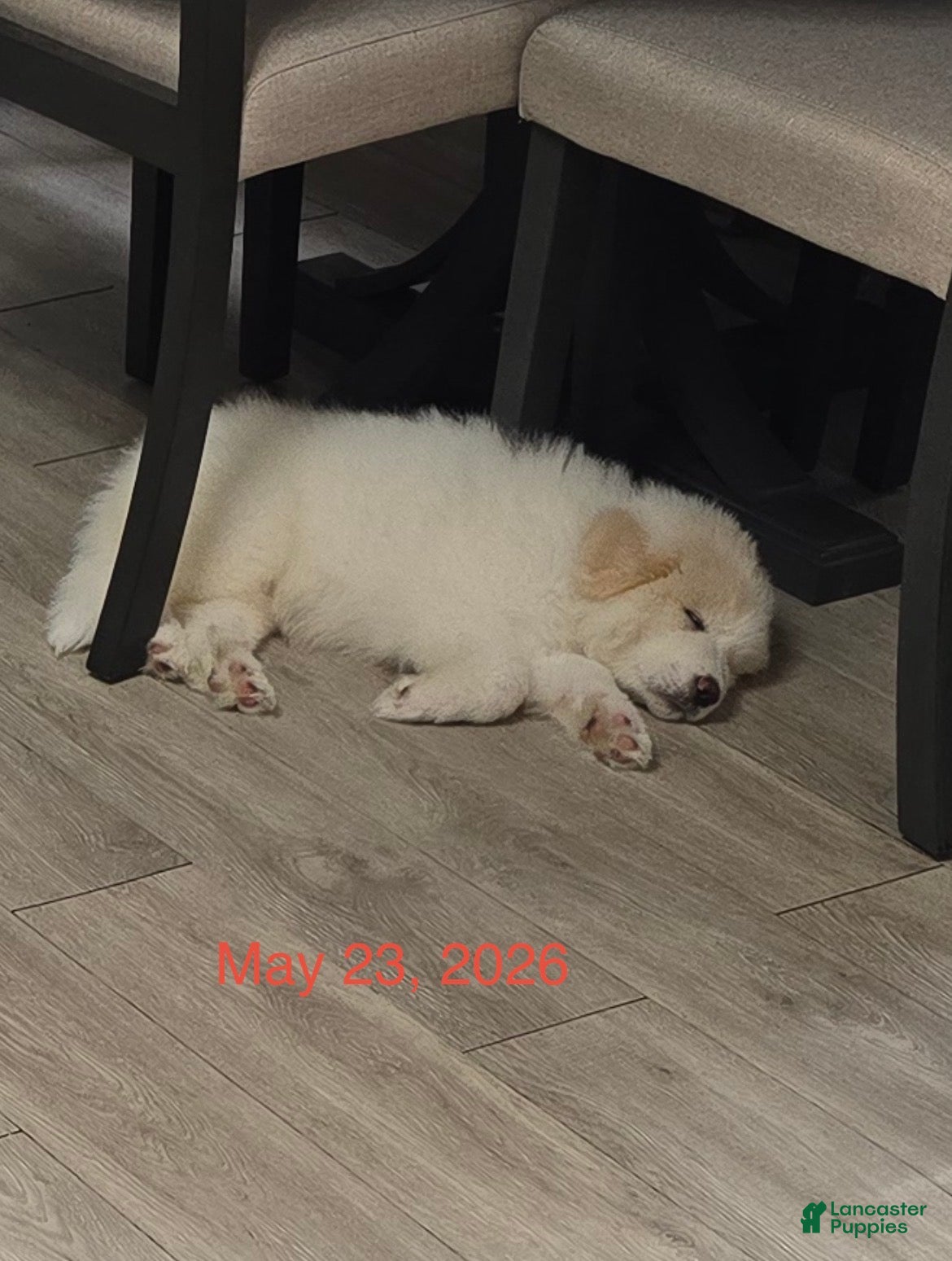 Great Pyrenees dogs Daisy - Ad 14
