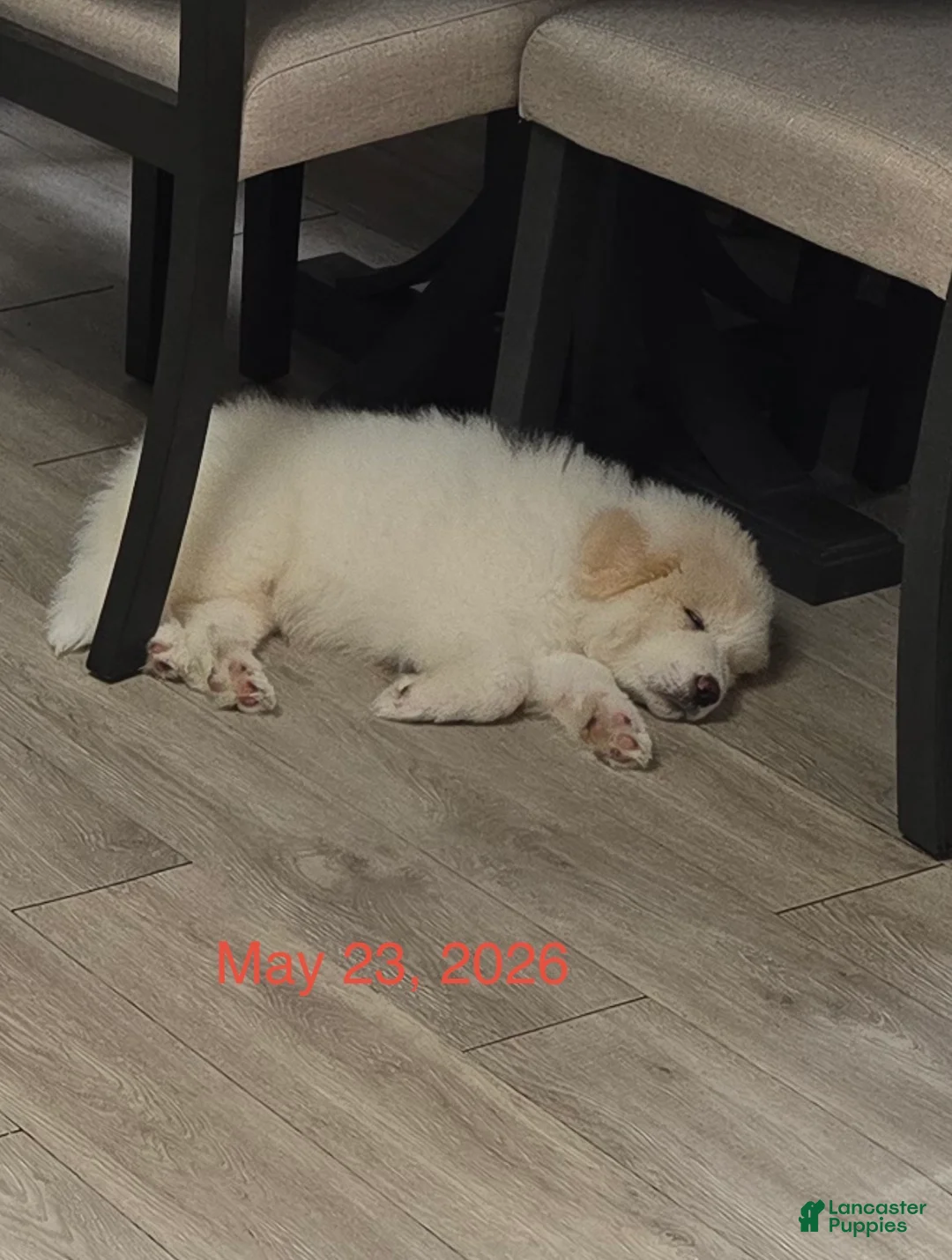 Great Pyrenees dogs for sale: Daisy - Ad 1