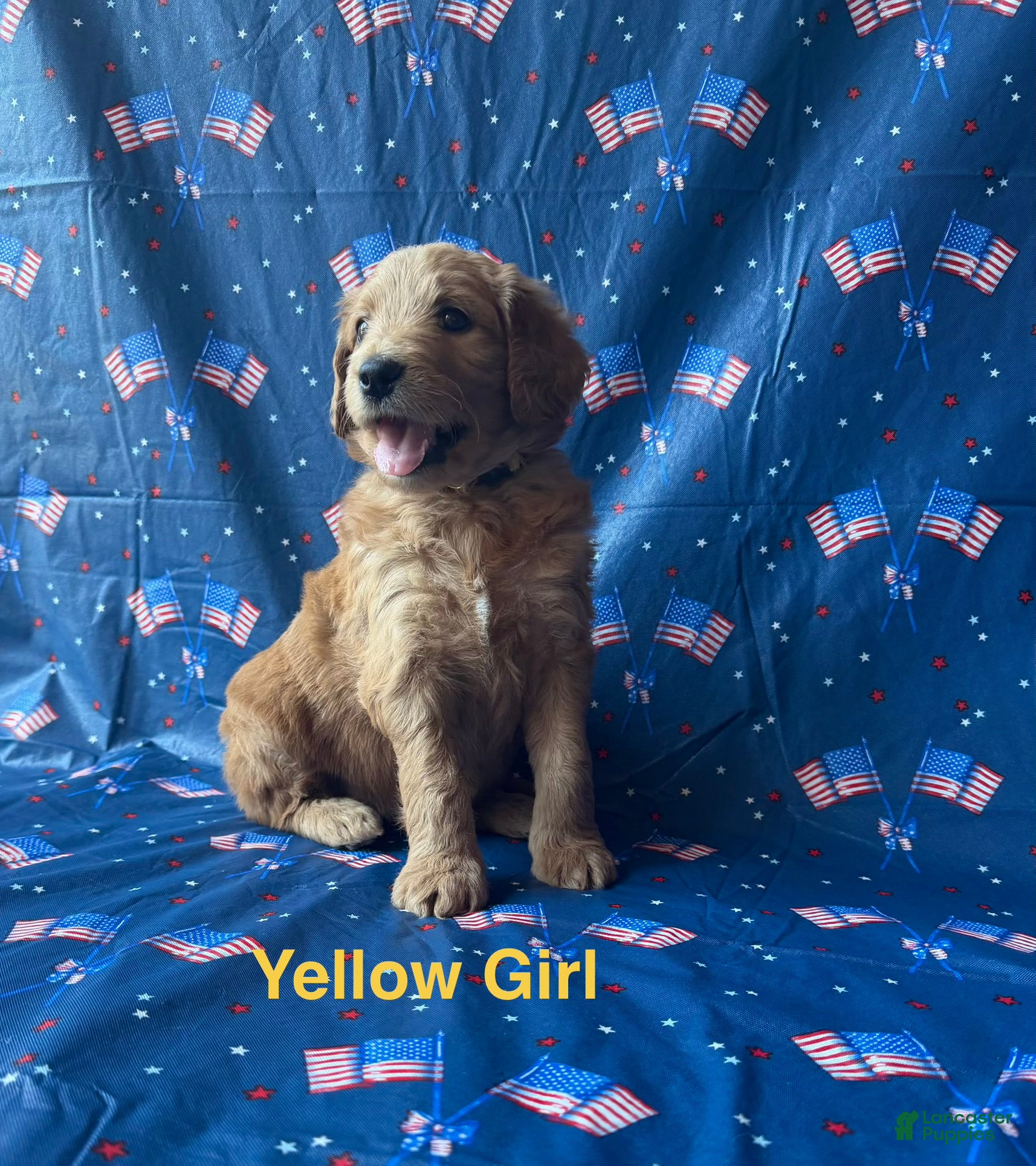 Goldendoodle dogs Daisy - Ad 8