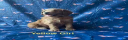 Goldendoodle dogs for sale: Daisy - Ad 1