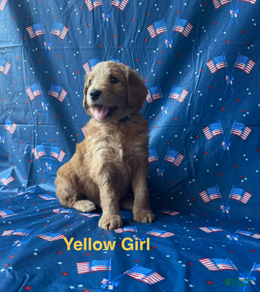 Goldendoodle dogs for sale: Daisy - Ad 1