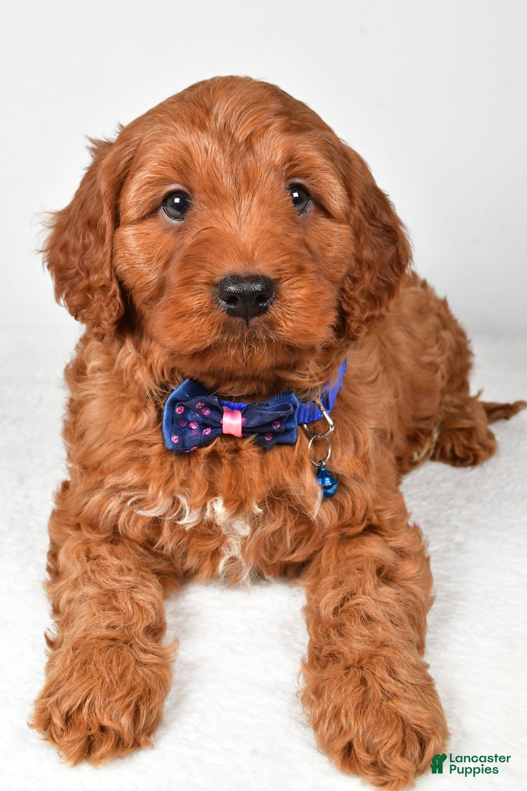 Cavapoo dogs for sale: Theodore - Ad 4
