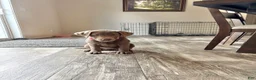 Labrador Retriever dogs for sale: Labrador Retriever 9 - Ad 1