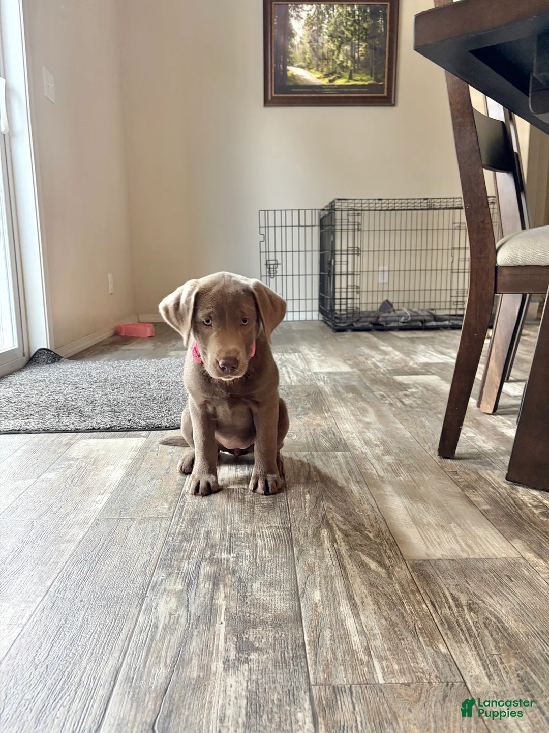 Labrador Retriever dogs for sale: Labrador Retriever 9 - Ad 1