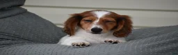 Miniature Dachshund dogs for sale: Cosmo - Ad 6