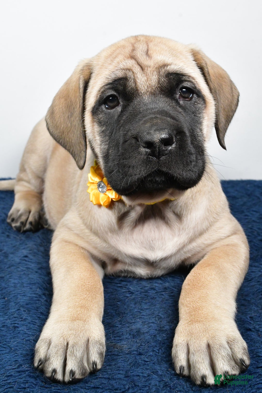 English Mastiff dogs for sale: Sage - Ad 3