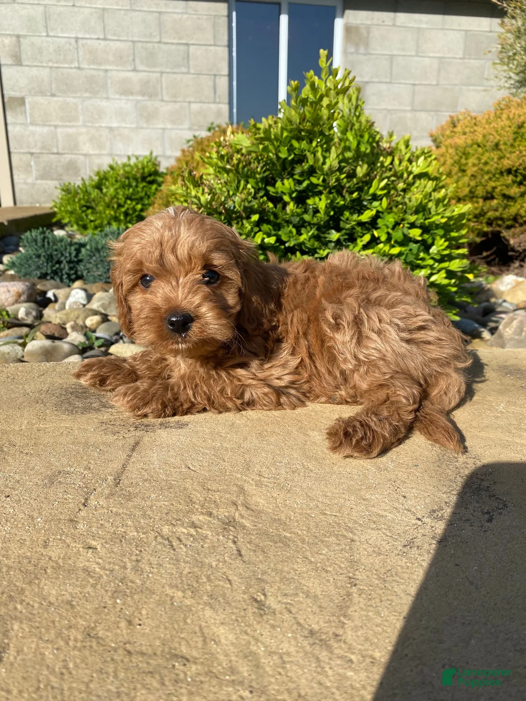 Cavapoo dogs for sale: Winston - Ad 2