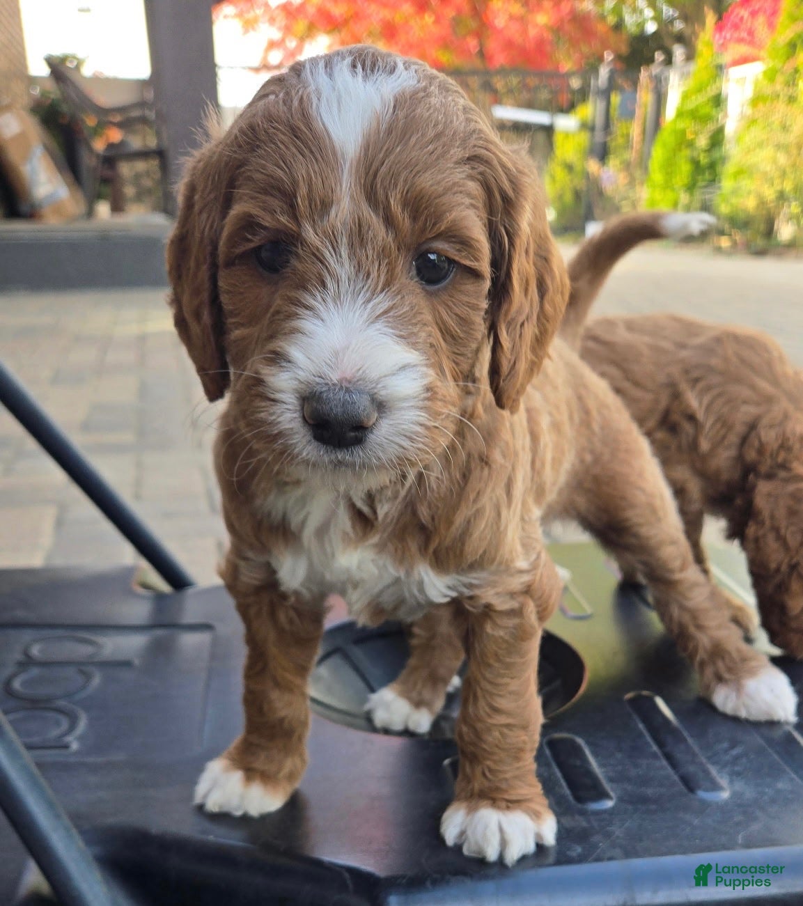 Goldendoodle dogs for sale: Goldendoodle 2 - Ad 27