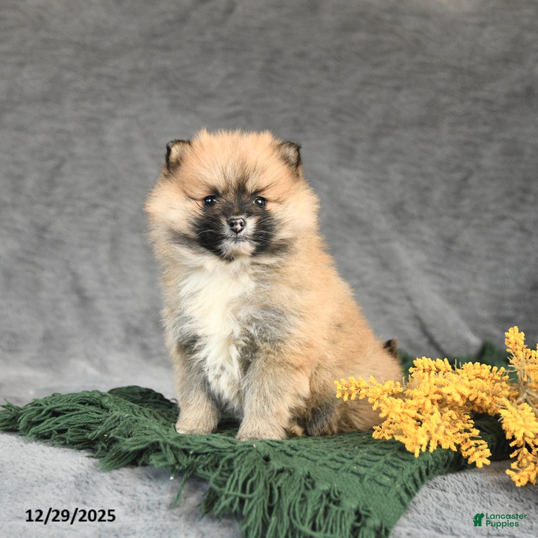 Pomeranian dogs for sale: Kitty - Ad 3