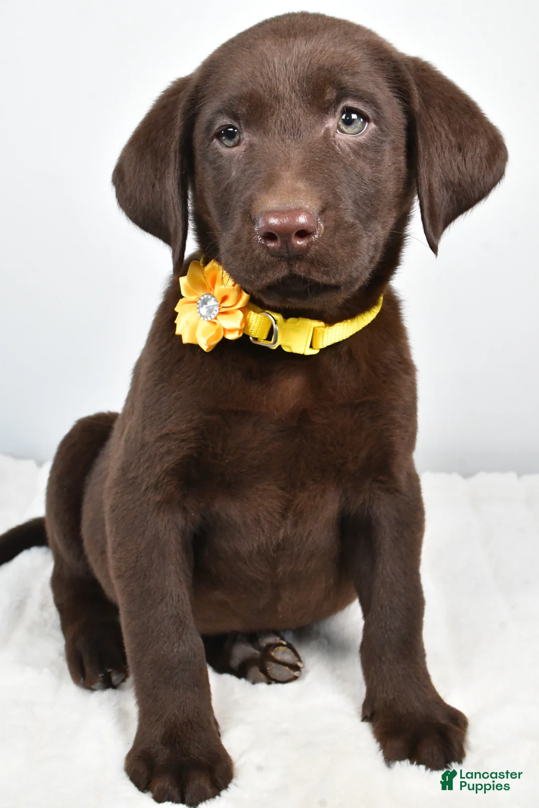 Labrador Retriever dogs for sale: Moxi - Ad 3