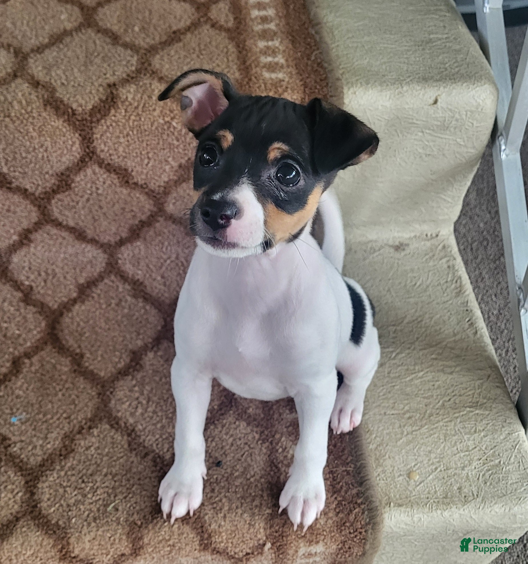 Rat Terrier dogs Tasha *Updated photos* - Ad 10