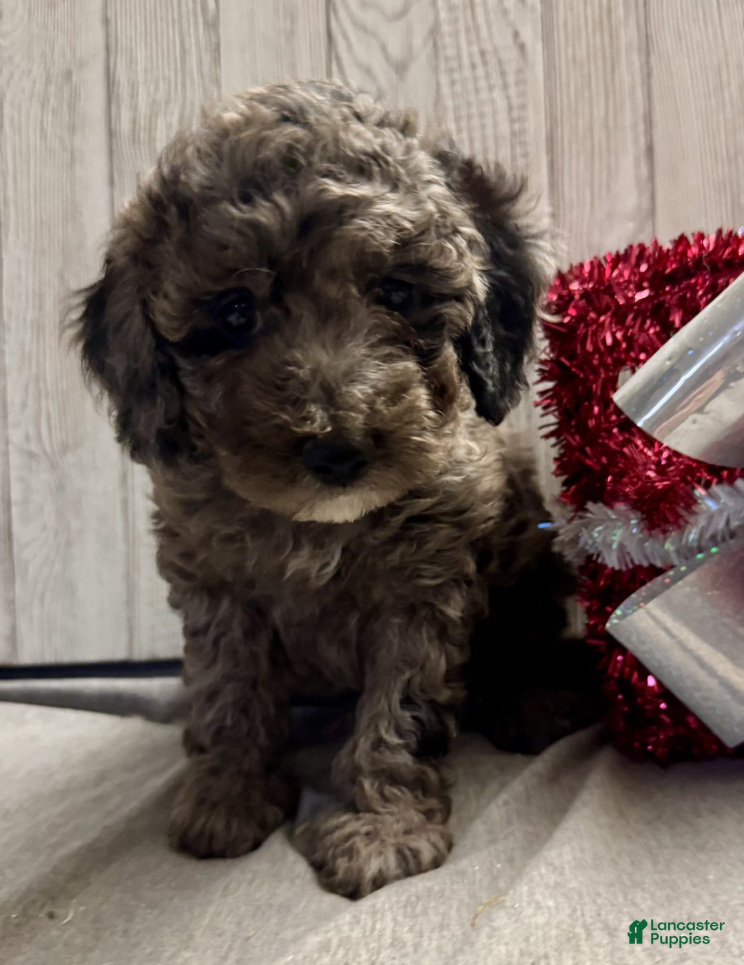 Mixed Breed dogs for sale: Jalon - Ad 2