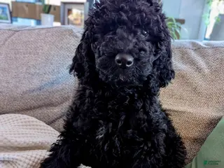 Mixed Breed dogs for sale: Fiyero - Ad 2