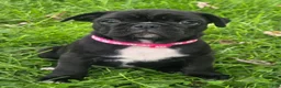 Mixed Breed dogs for sale: Millie - Ad 4