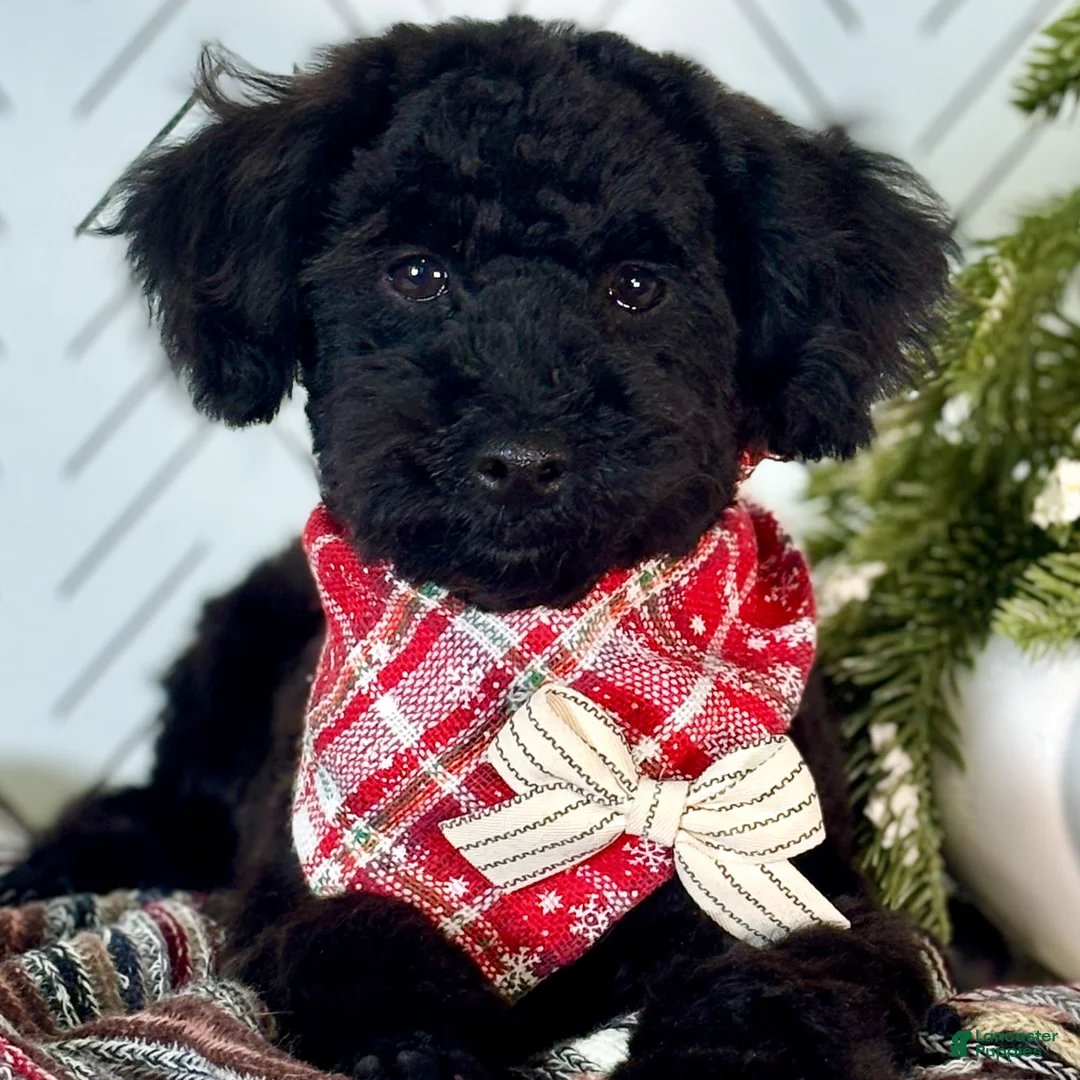 Toy Poodle dogs for sale: Smacker - Ad 11