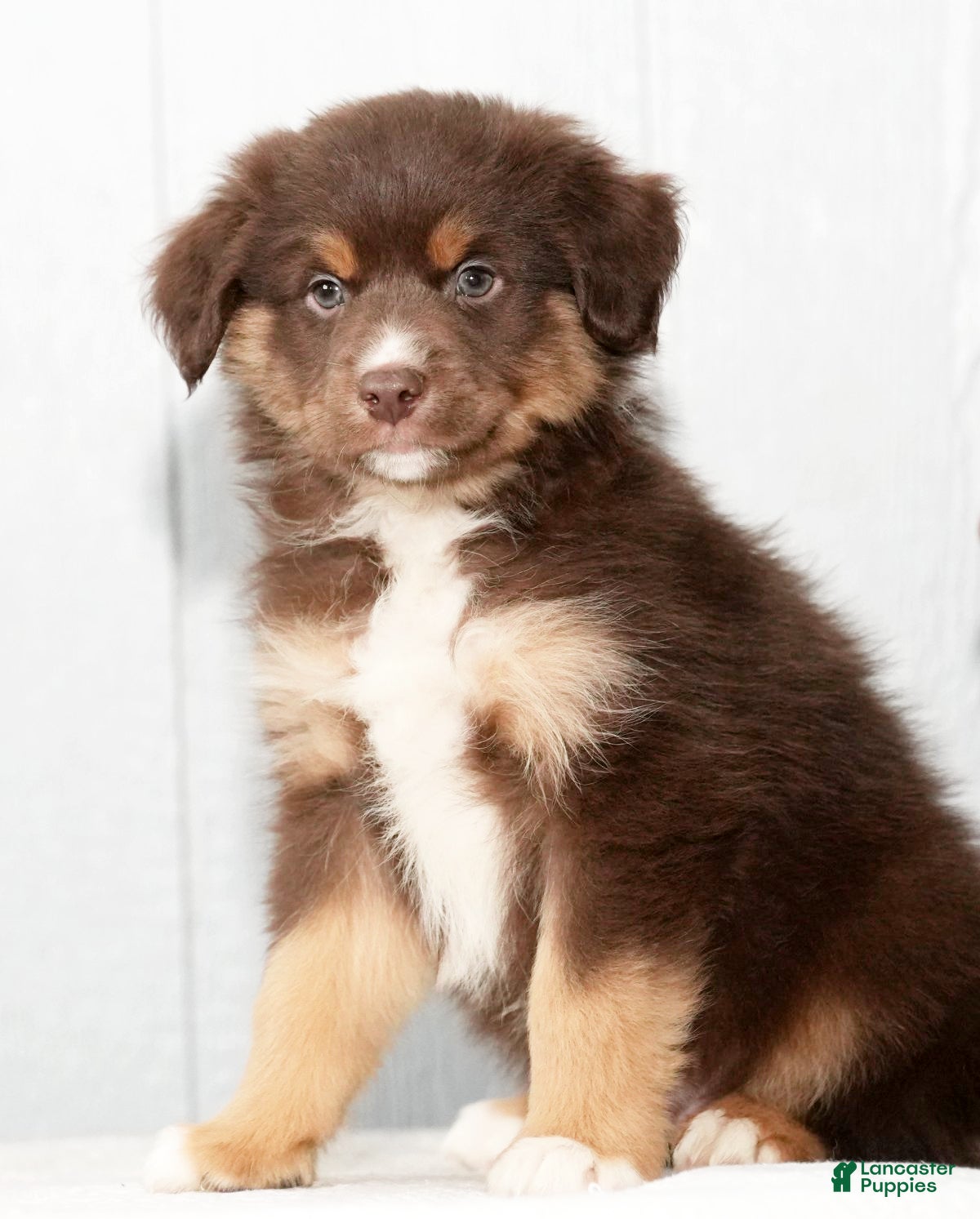 Miniature Australian Shepherd dogs Derek - Ad 37