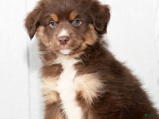 Miniature Australian Shepherd dogs Derek - Ad 37