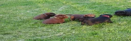 Labrador Retriever dogs for sale: Daisy  - Ad 3
