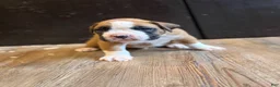 Boxer dogs for sale: Bronco  - Ad 2