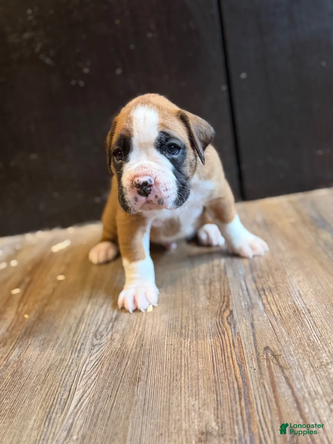 Boxer dogs for sale: Bronco  - Ad 2