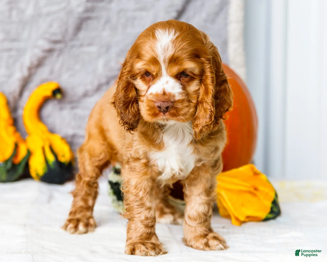 Cocker Spaniel dogs for sale: Zedrick - Ad 1