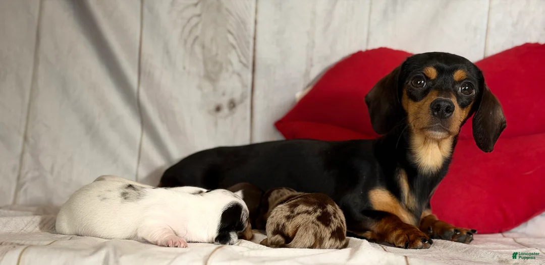 Miniature Dachshund dogs for sale: AKC SH Flossie DNA OFA - Ad 6