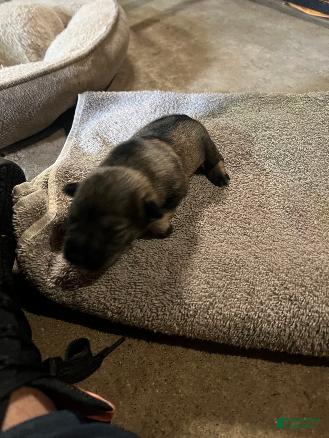 Miniature Schnauzer dogs for sale: Tom  - Ad 3