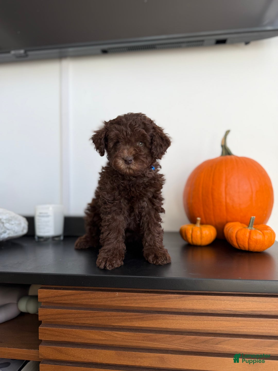Toy Poodle dogs for sale: Brownie - Ad 4