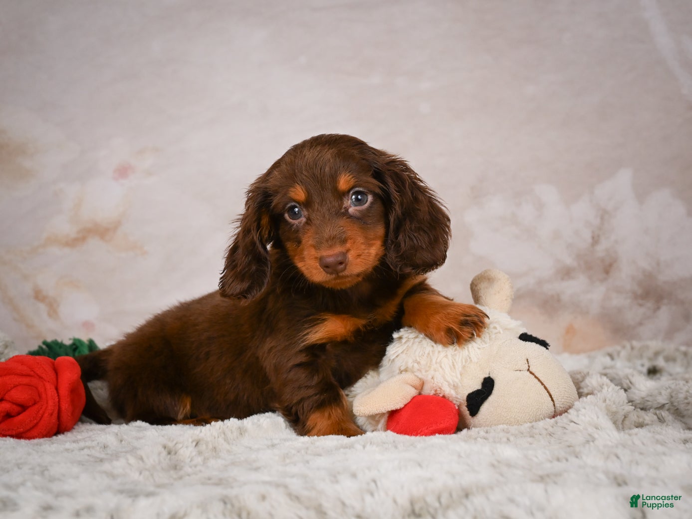 Miniature Dachshund dogs Spencer - Ad 2