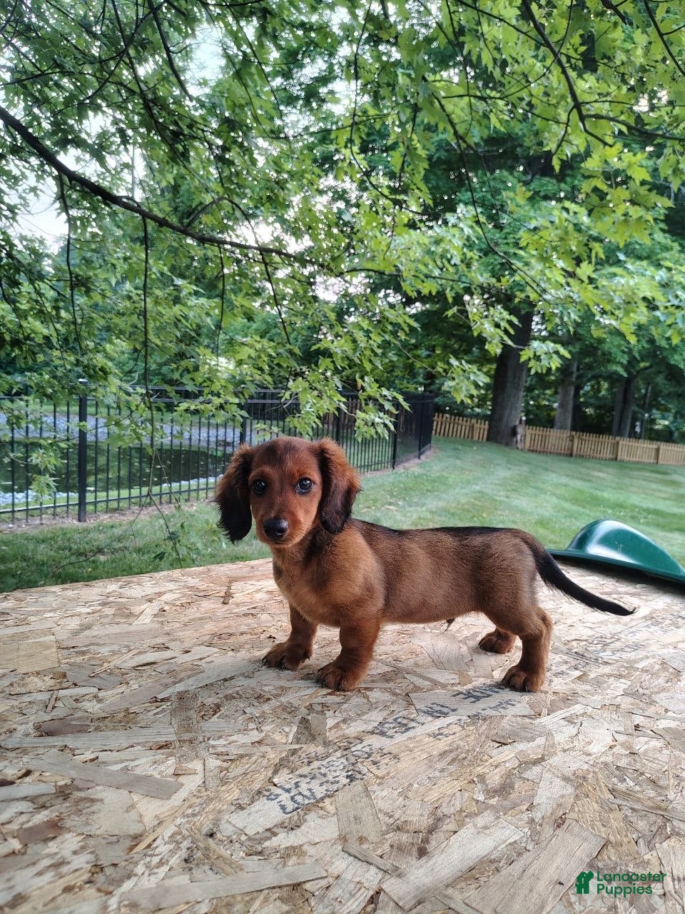 Miniature Dachshund dogs Teddy  - Ad 2