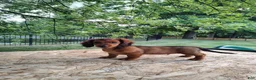 Miniature Dachshund dogs for sale: Teddy  - Ad 2