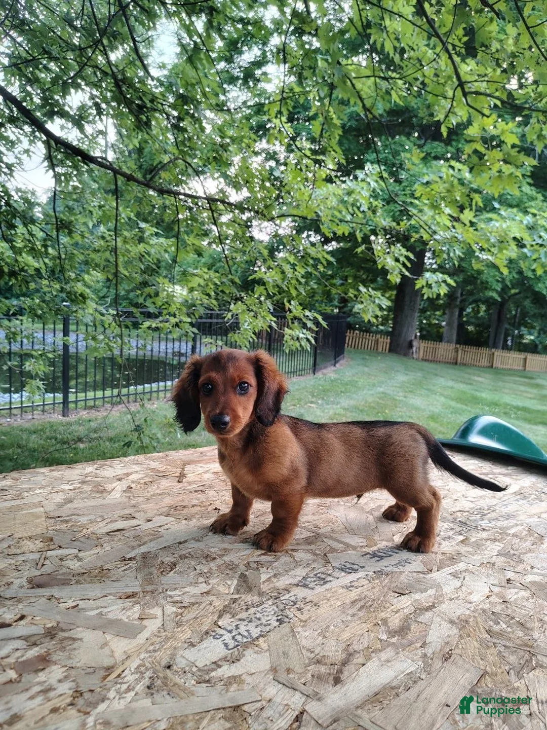 Miniature Dachshund dogs for sale: Teddy  - Ad 2