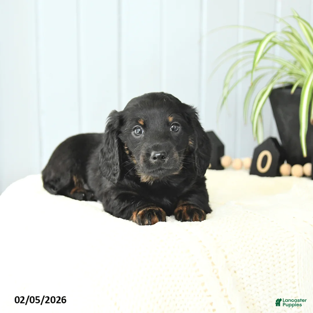 Miniature Dachshund dogs for sale: Skippy - Ad 4
