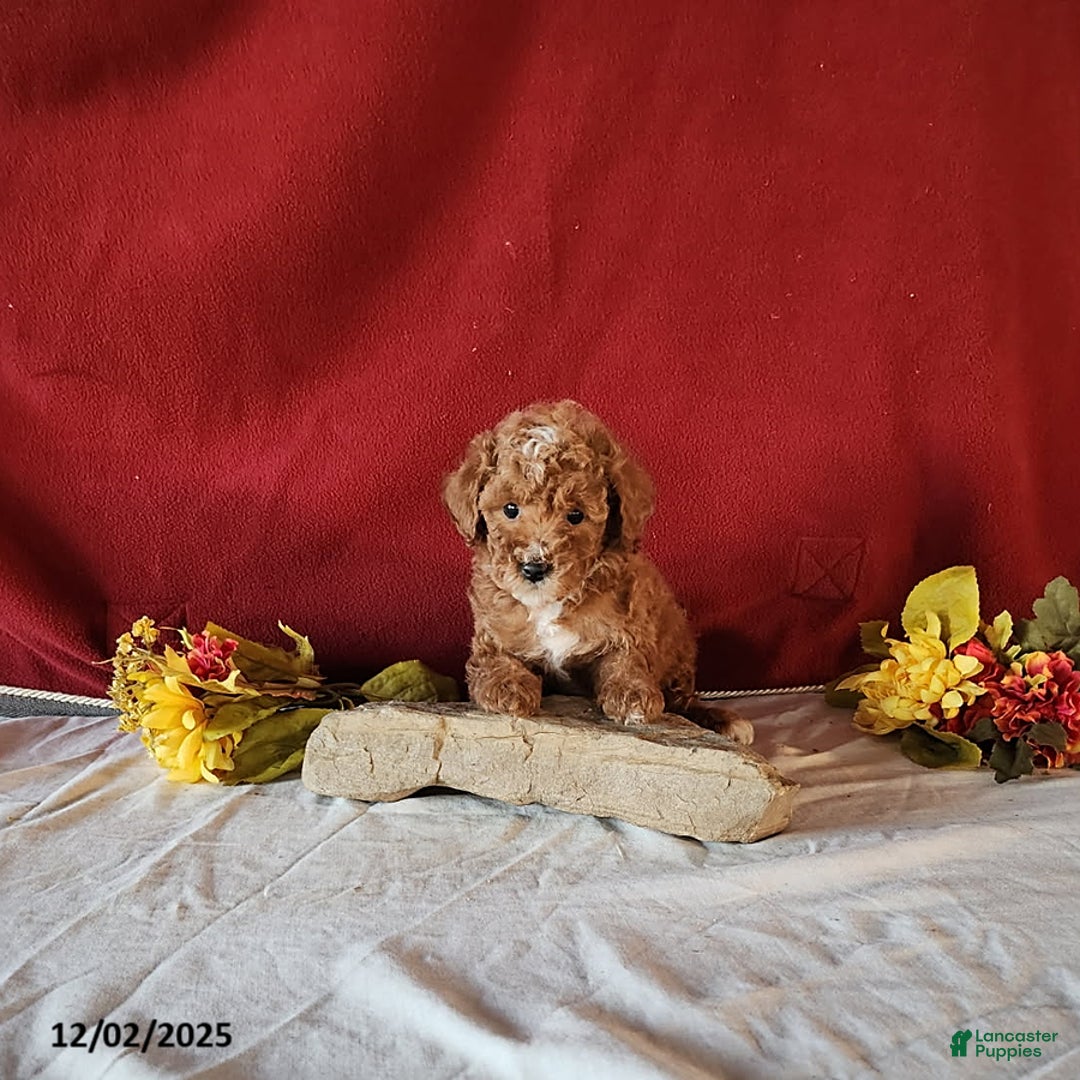 Mini Goldendoodle dogs for sale: Derrick - Ad 9