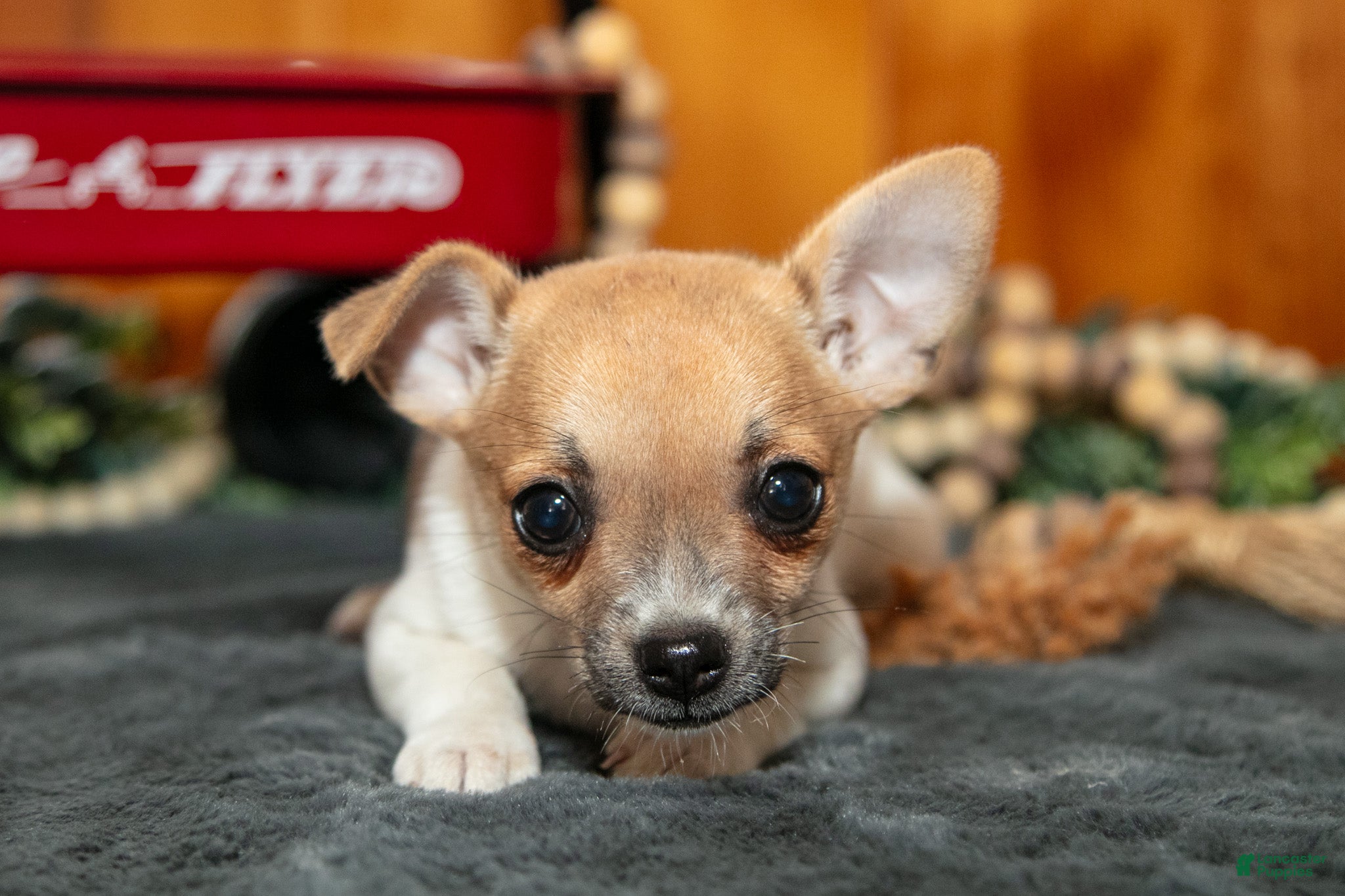 Chihuahua dogs Alana - Ad 1