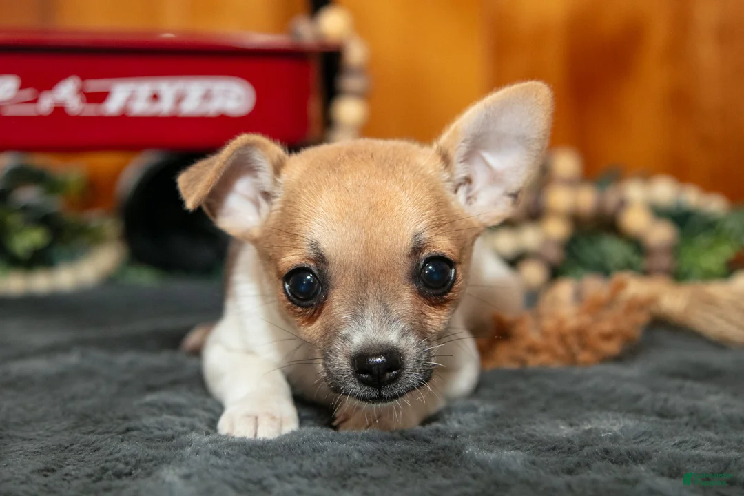 Chihuahua dogs for sale: Alana - Ad 1