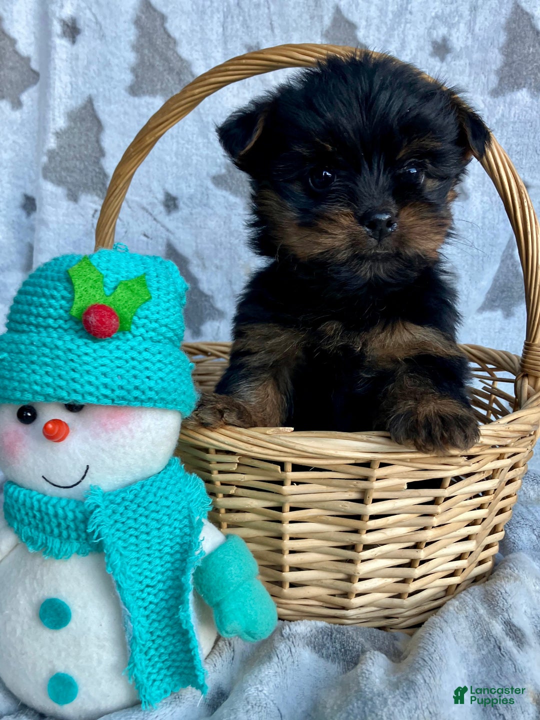 Yorkshire Terrier dogs for sale: Scout - Ad 4