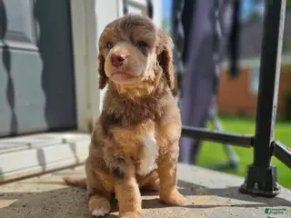 Standard Poodle dogs Elfie - Ad 10