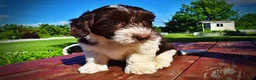 Havapoo dogs for sale: Bubbles - Ad 20