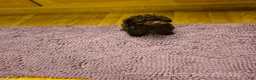 Toy Poodle dogs for sale: Yum Yum - Ad 3