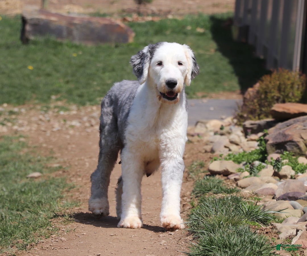Old English Sheepdog dogs for sale: Poppy - Ad 7
