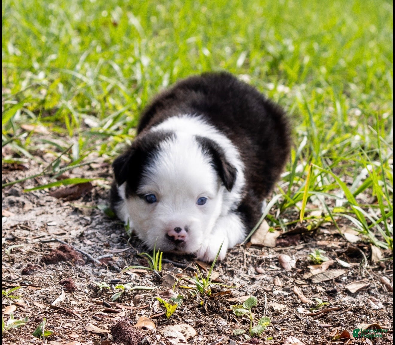 Miniature Australian Shepherd dogs Boy 1 - Ad 2