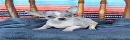 Chihuahua dogs for sale: Sammy - Ad 2