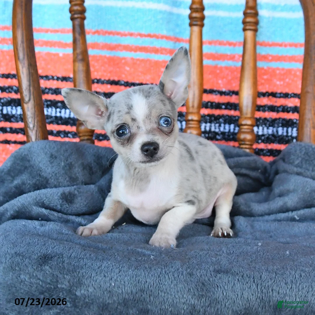 Chihuahua dogs for sale: Sammy - Ad 2