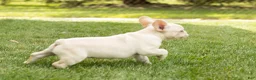 French Bulldog dogs for sale: Hank - Ad 4