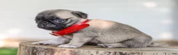 Pug dogs for sale: Alexis Purebred Pug - Ad 3