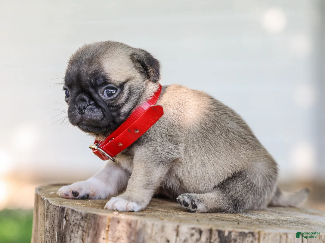 Pug dogs for sale: Alexis Purebred Pug - Ad 4