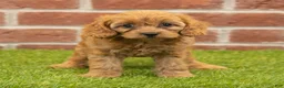 Cavapoo dogs for sale: Macy - Ad 4
