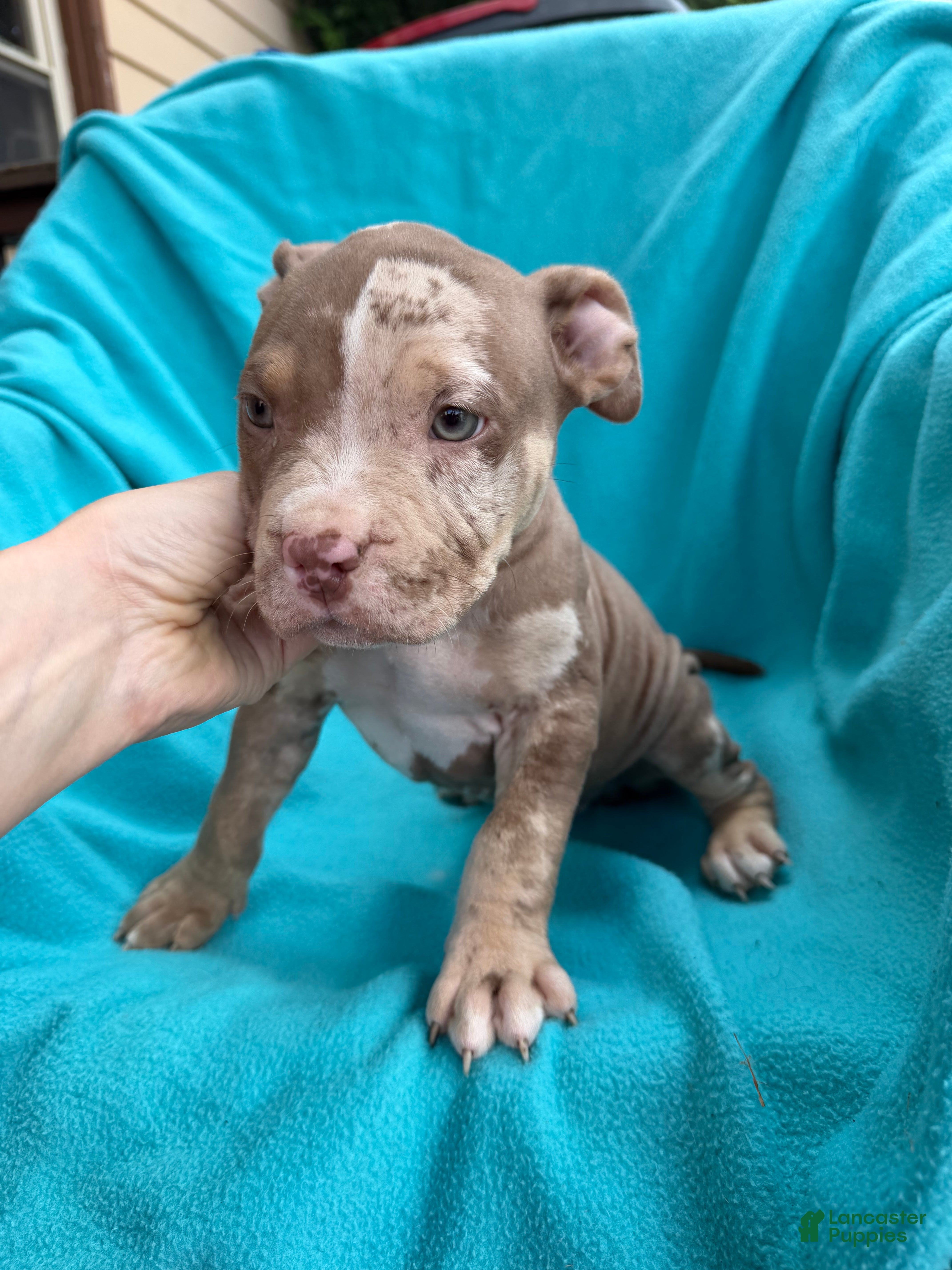 American Bully dogs Riot - Ad 2